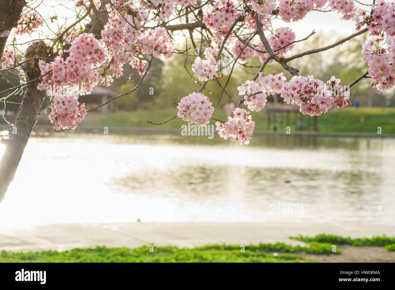 Beautiful cherry blossom at Lake Balboa, Los Angeles, California Stock