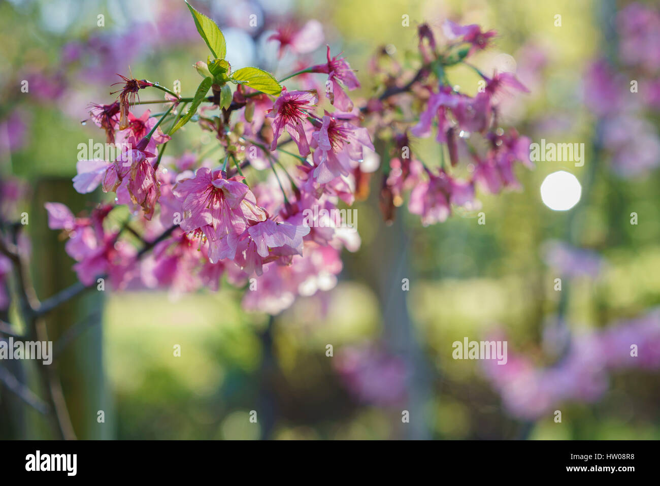 Beautiful cherry blossom at Schabarum Regional Park, Rowland Heights
