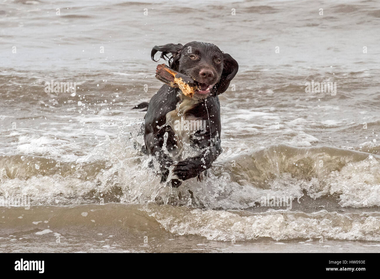 Dogs day out, Ainsdale, Merseyside. 15th March 2017. Adorable Springer Spaniel 'Sprocket', just