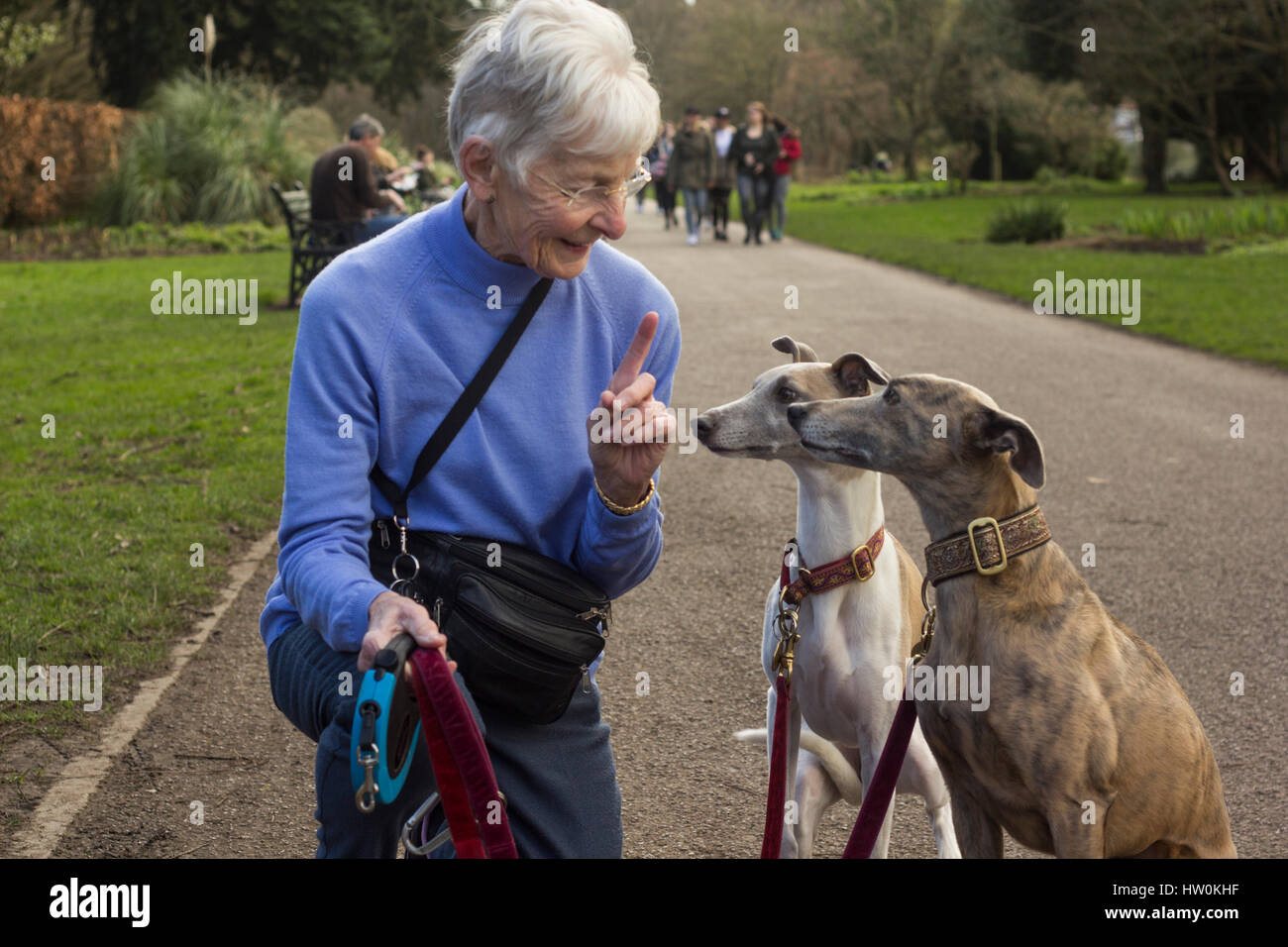 Dogs playing in Bute park, Cardiff with their owners. Stock Photo