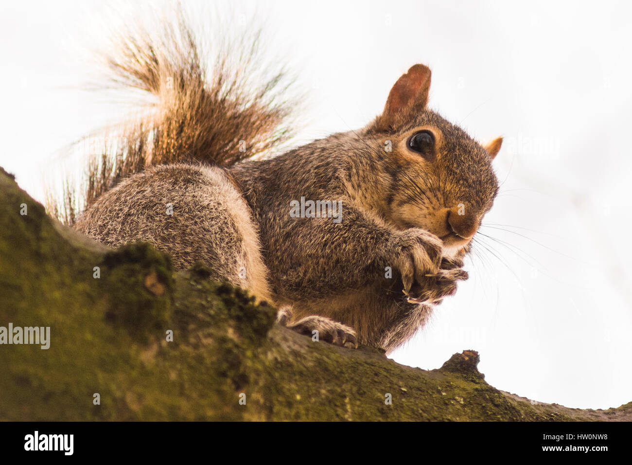 Squirrel In A Tree Eating Nuts Stock Photo
