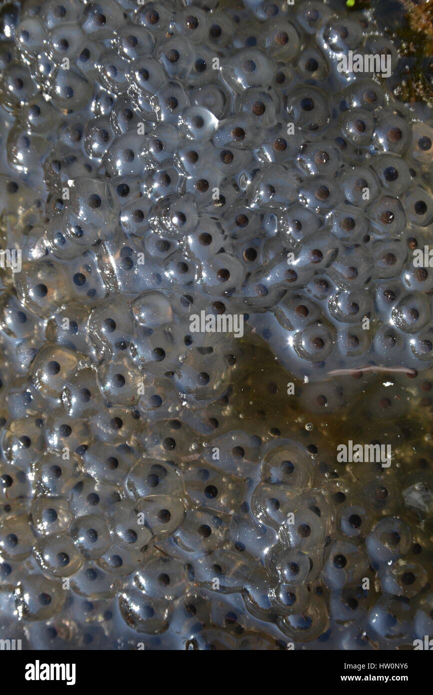 Frog spawn in a pond, UK Stock Photo