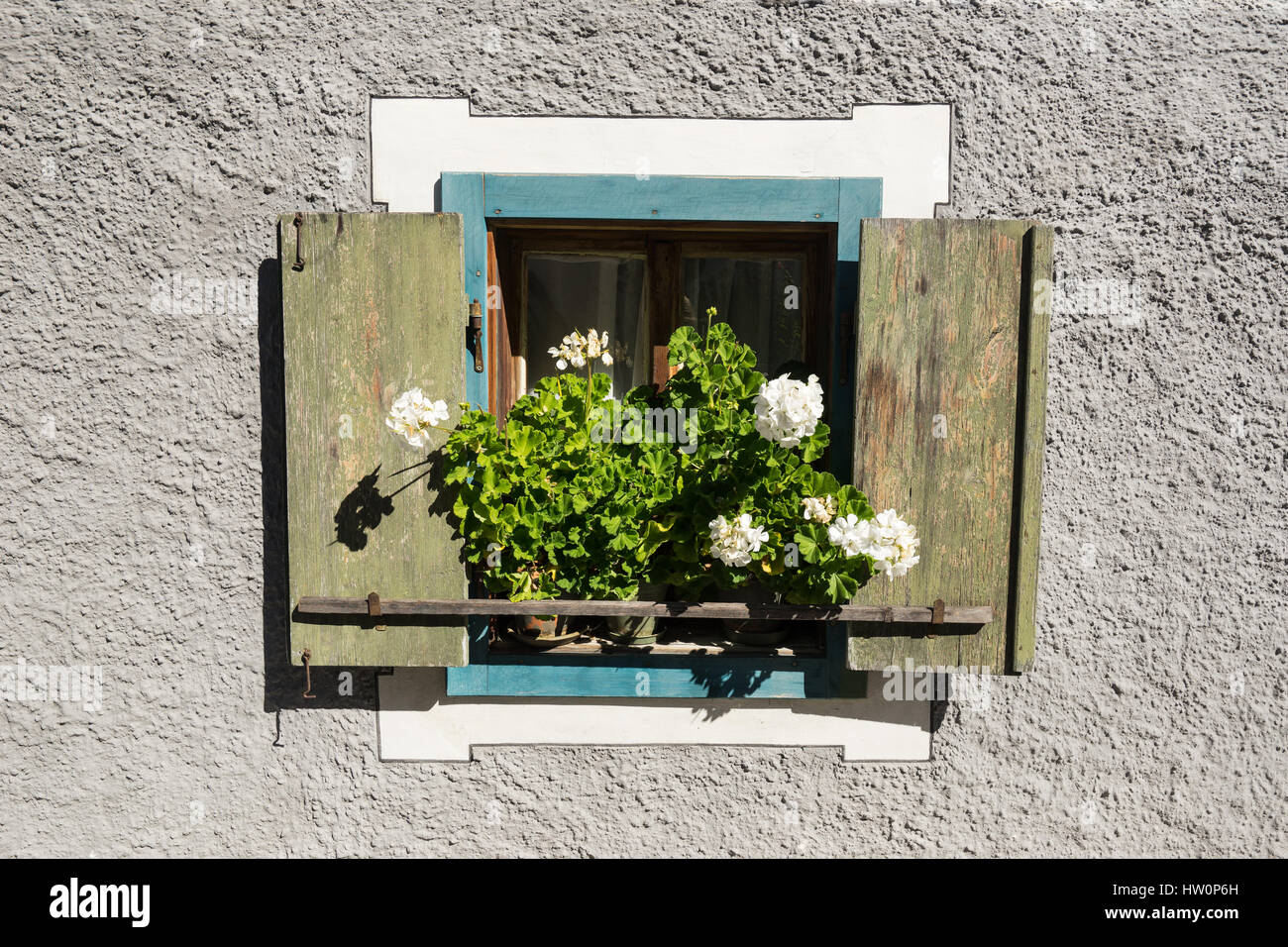 Flowers on the window sill. Pelargonium blossom is blooming. White