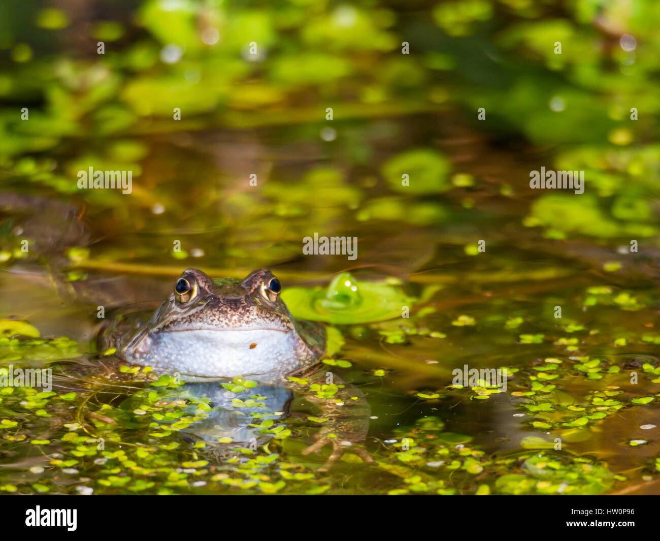 Common Frog - Rana temporaria, in duck weed in a garden pond. Stock Photo