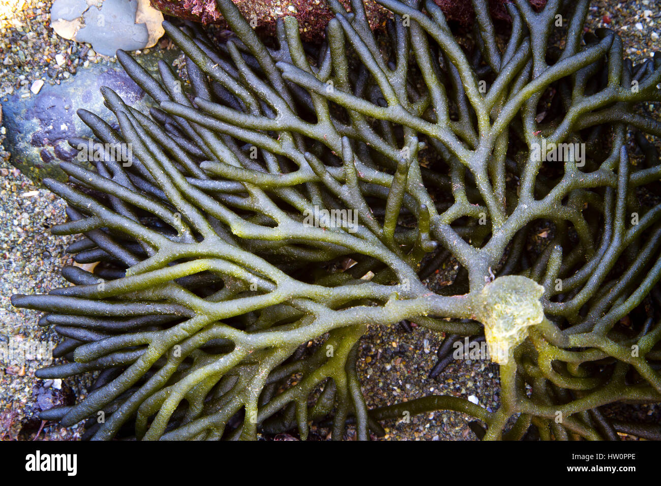 Green seaweed (Codium tomentosum) in a tidal pool. Stock Photo
