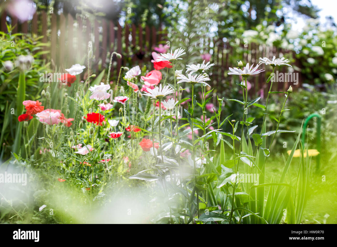 Flowering poppies and chamomiles in the summer garden Stock Photo - Alamy