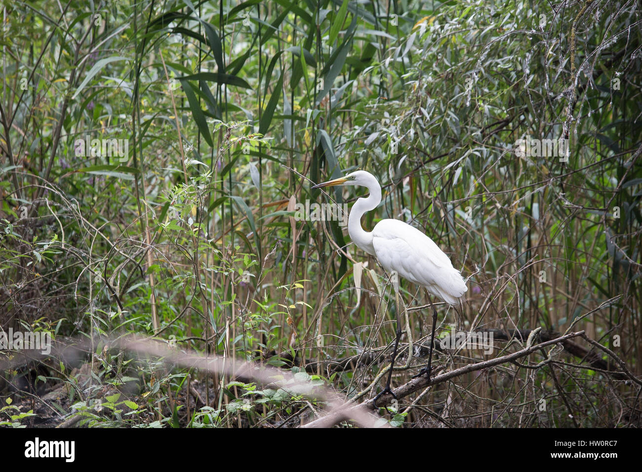 River Danube in Romania - Delta, plants and wild birds paradise, nature ...