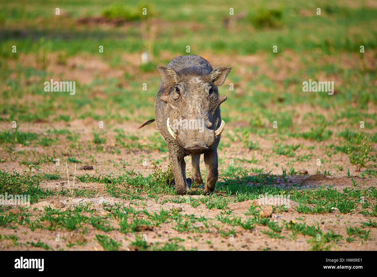Warthog displaying its tuskers Stock Photo