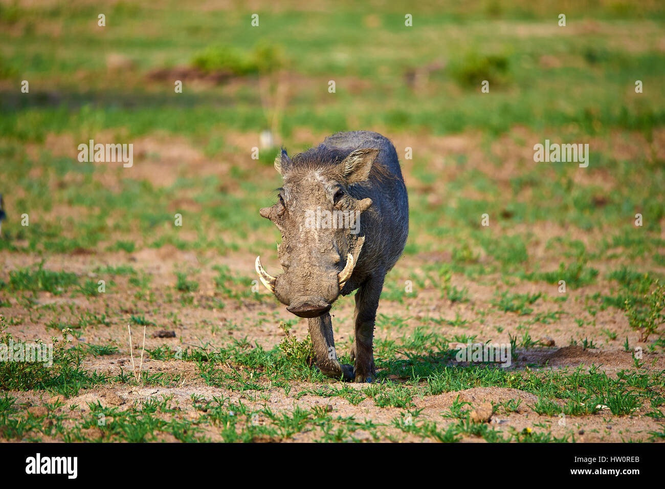 Warthog displaying its tuskers Stock Photo