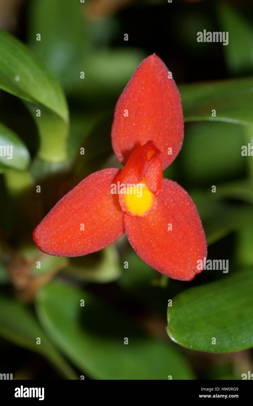 Maxillaria sophronitis Stock Photo