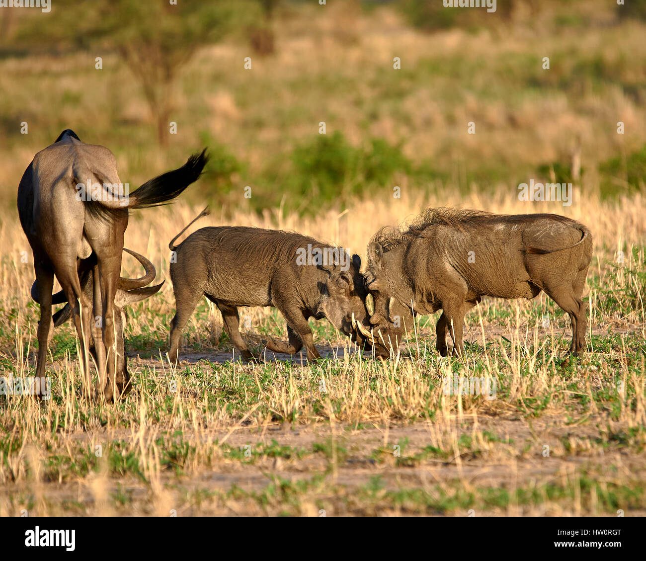 Warthogs wrestling for dominance Stock Photo