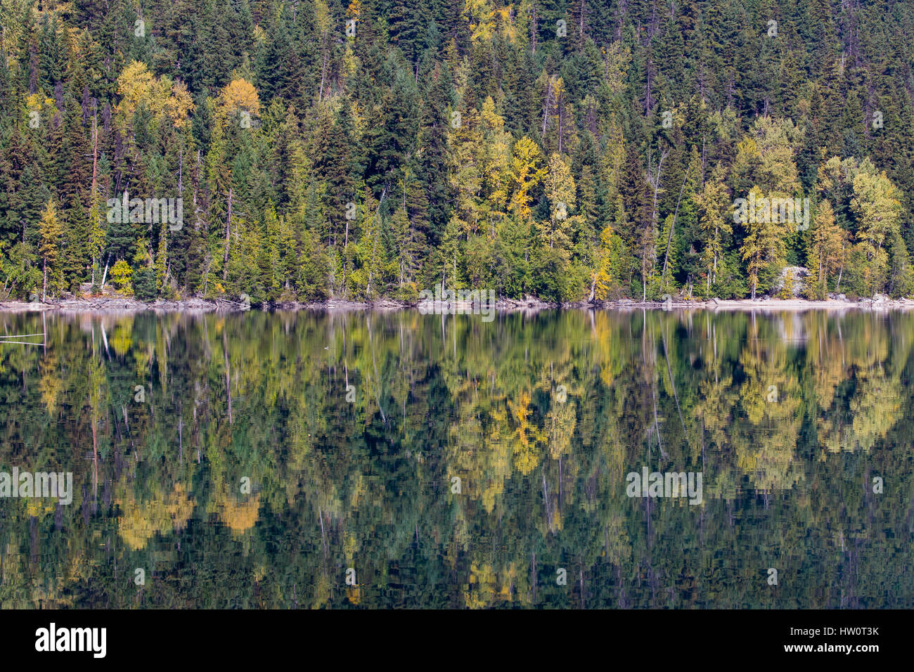 Symmetry and Fall colours.  Calm waters of Birkenhead Lake, BC, reflect wonderful mixed forest in mirror-like waters. Stock Photo