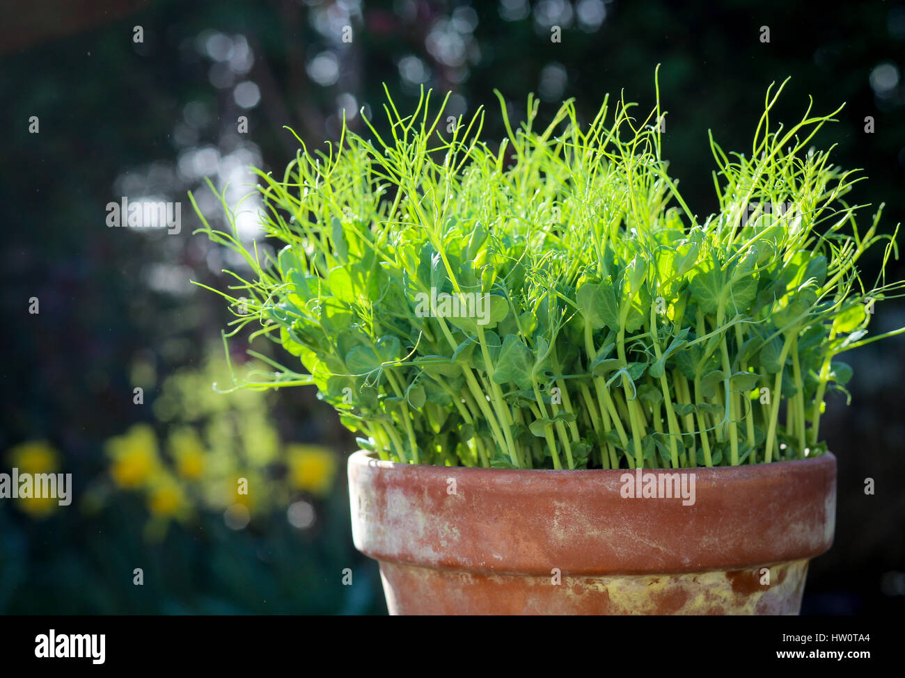 Pea green young tendril plants shoots microgreens, plant pot seedlings in sun light dark background Stock Photo