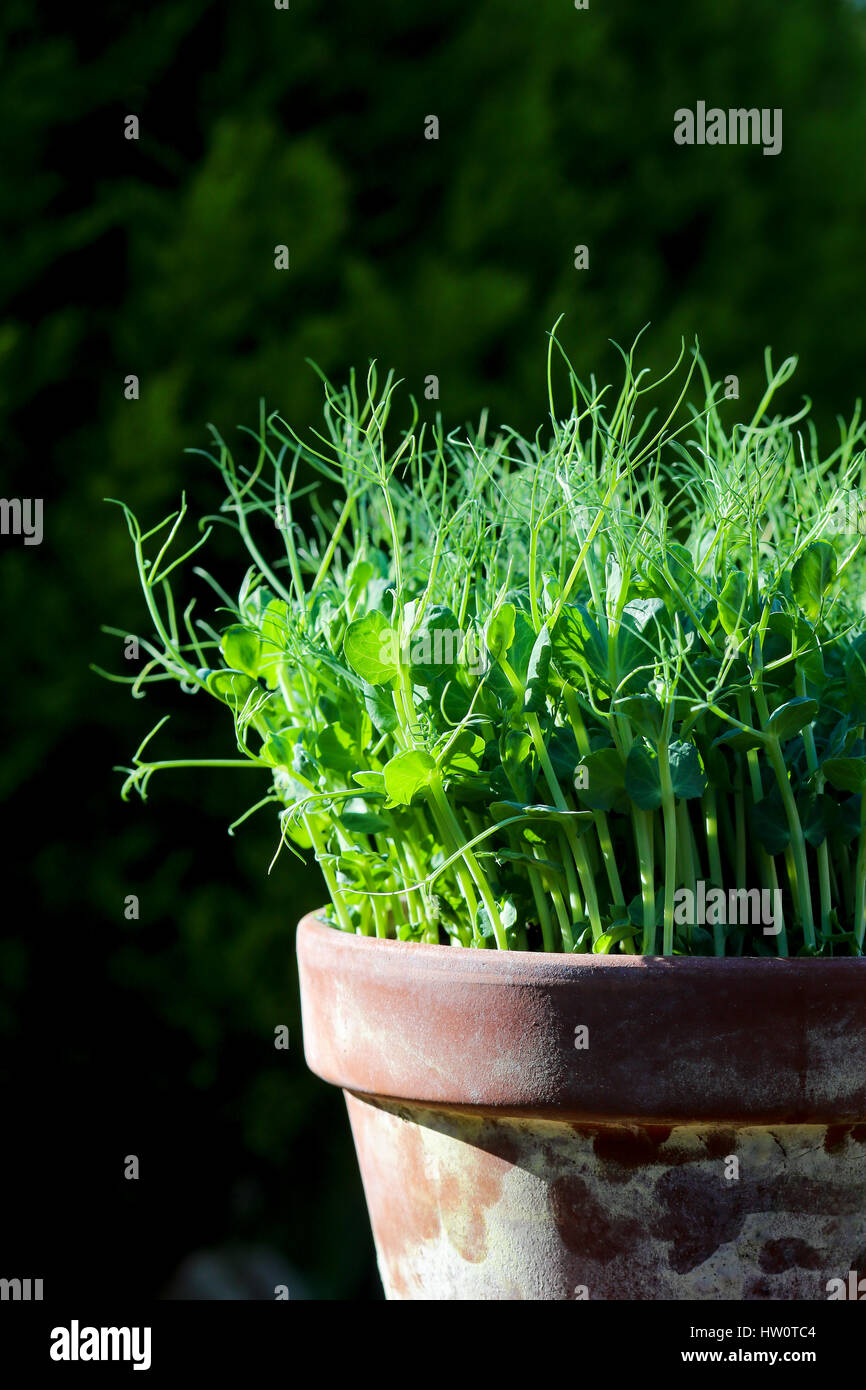Pea green young tendril plants shoots microgreens, plant pot seedlings in sun light dark background Stock Photo
