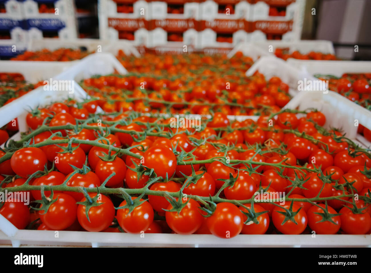 Fresh ripe red tomatoes in boxes in whole sale market ready for retail ...