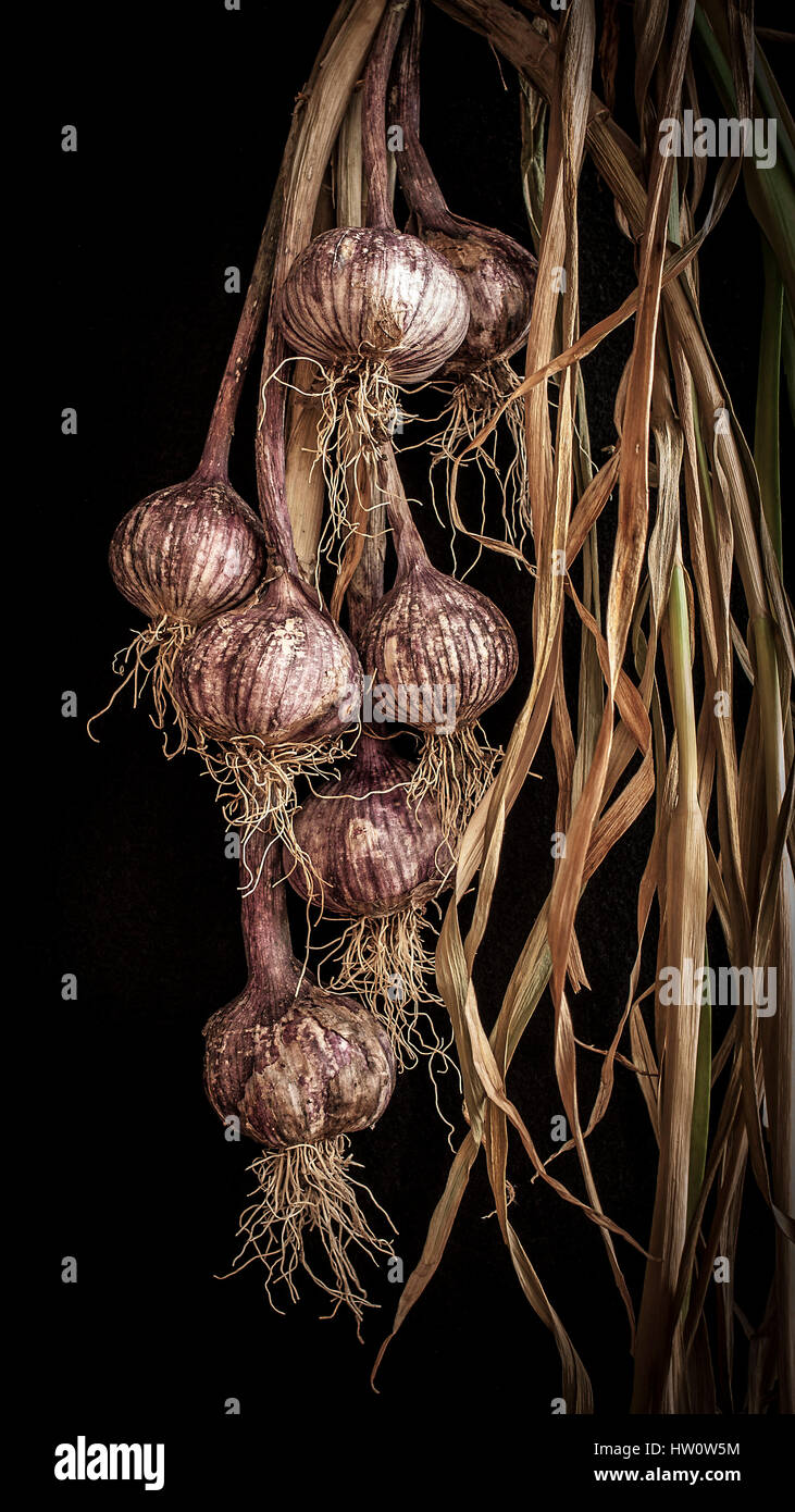 garlic hanging to dry Stock Photo Alamy
