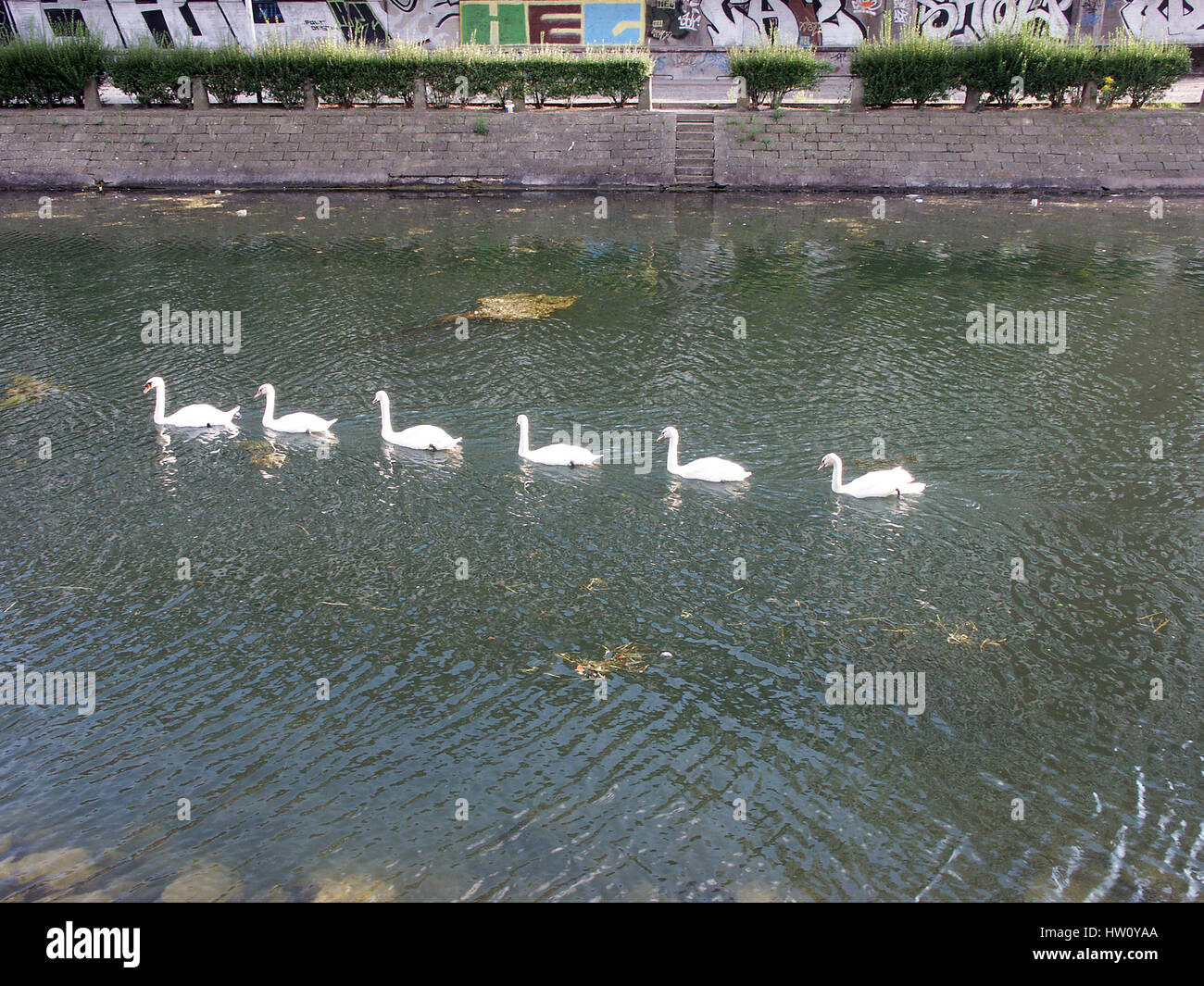 A Ballet of Swans in Strasbourg, France Stock Photo