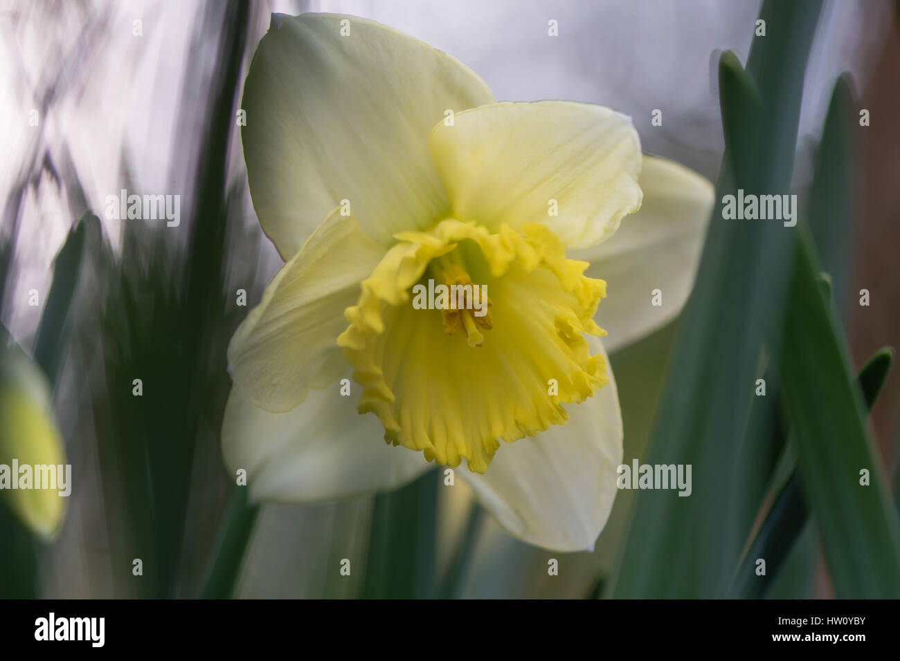 Daffodil Narcissus Saint Patrick's Day flower. Large-cupped yellow and white flower of spring perennial plant in the Amaryllidaceae (amaryllis) family Stock Photo