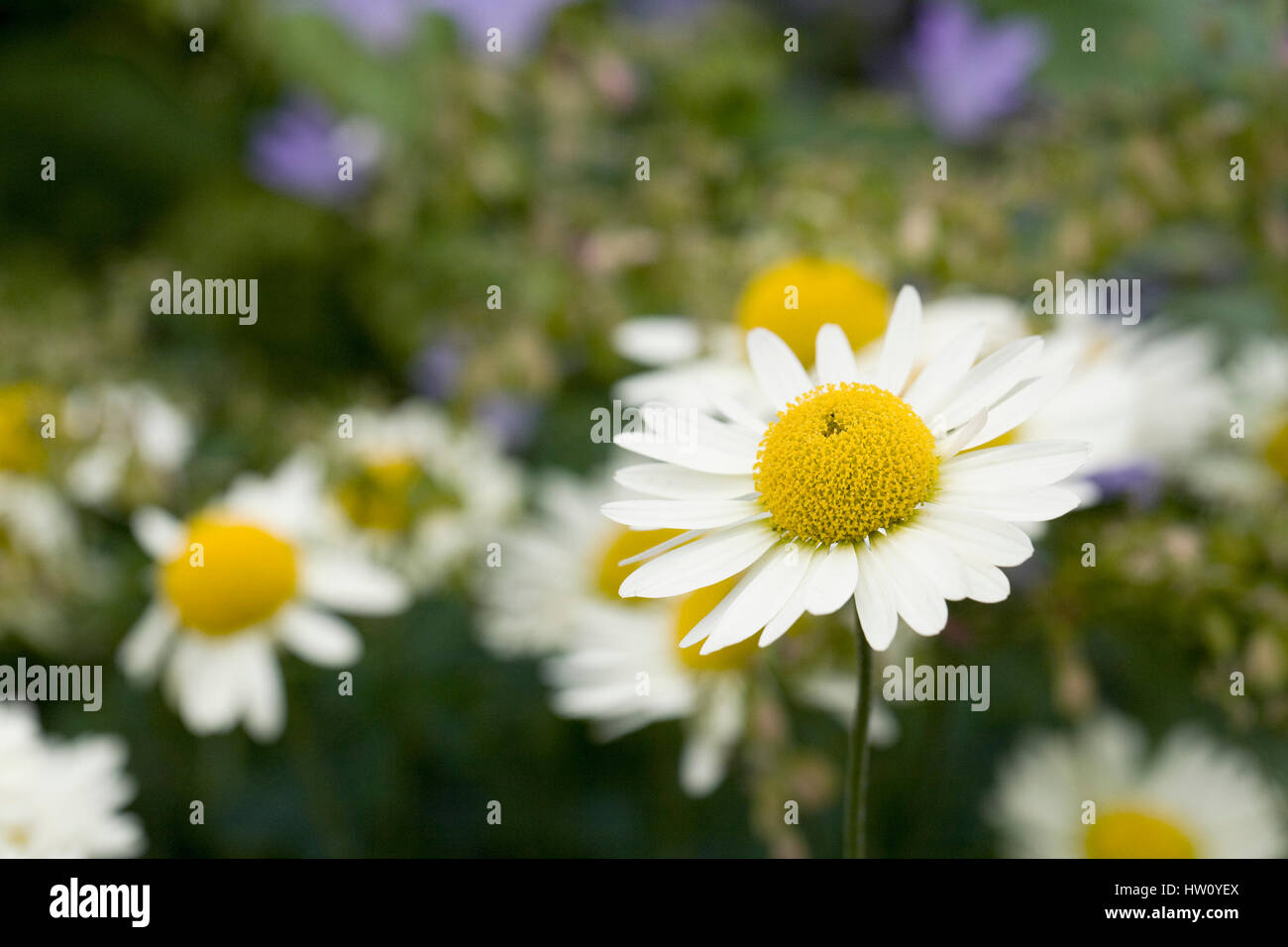 Anthemis E.C. Buxton flowers in summer. Stock Photo