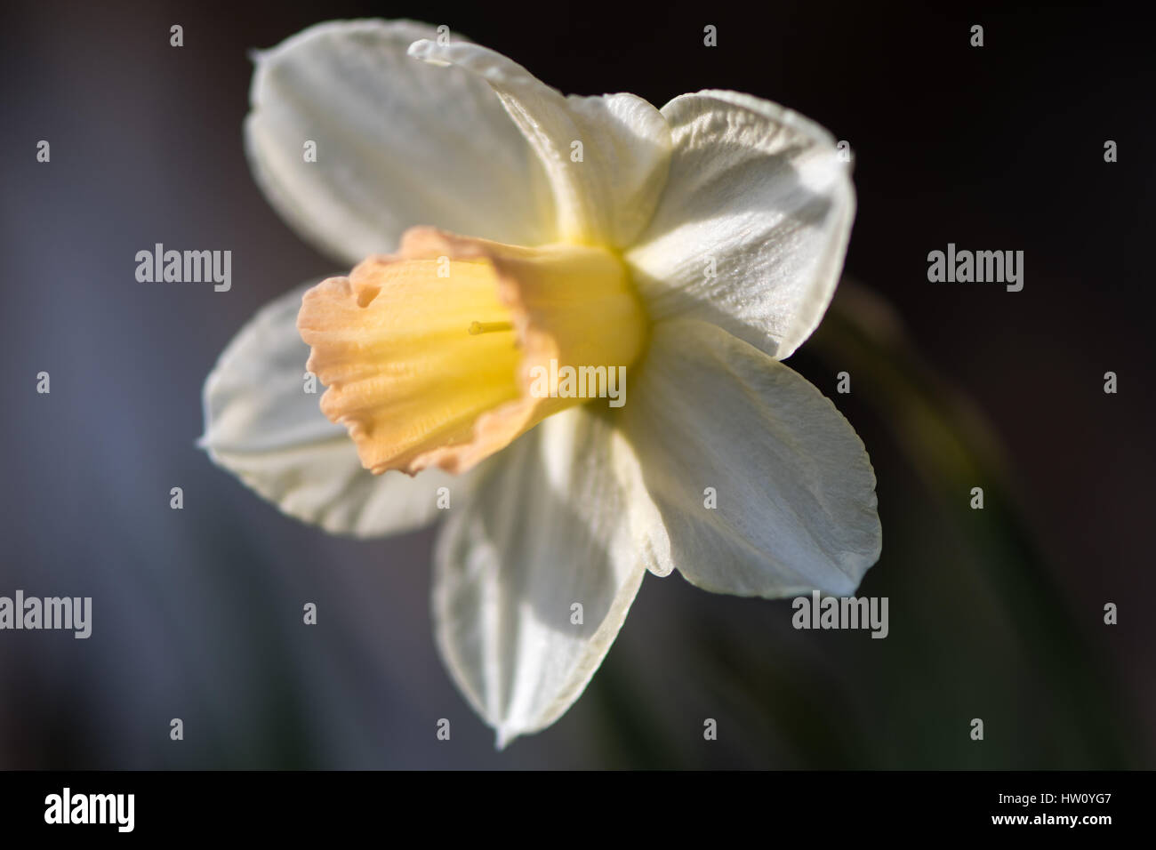 Daffodil Narcissus Waterperry flower. Dainty yellow and ivory white flower of spring perennial plant in the Amaryllidaceae (amaryllis) family Stock Photo