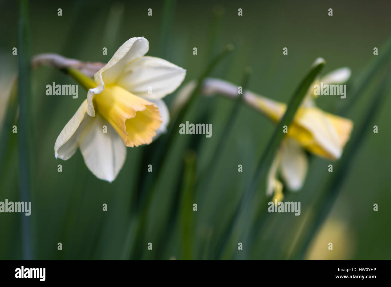 Daffodil Narcissus Waterperry flowers. Dainty yellow and ivory white flower of spring perennial plant in the Amaryllidaceae (amaryllis) family Stock Photo