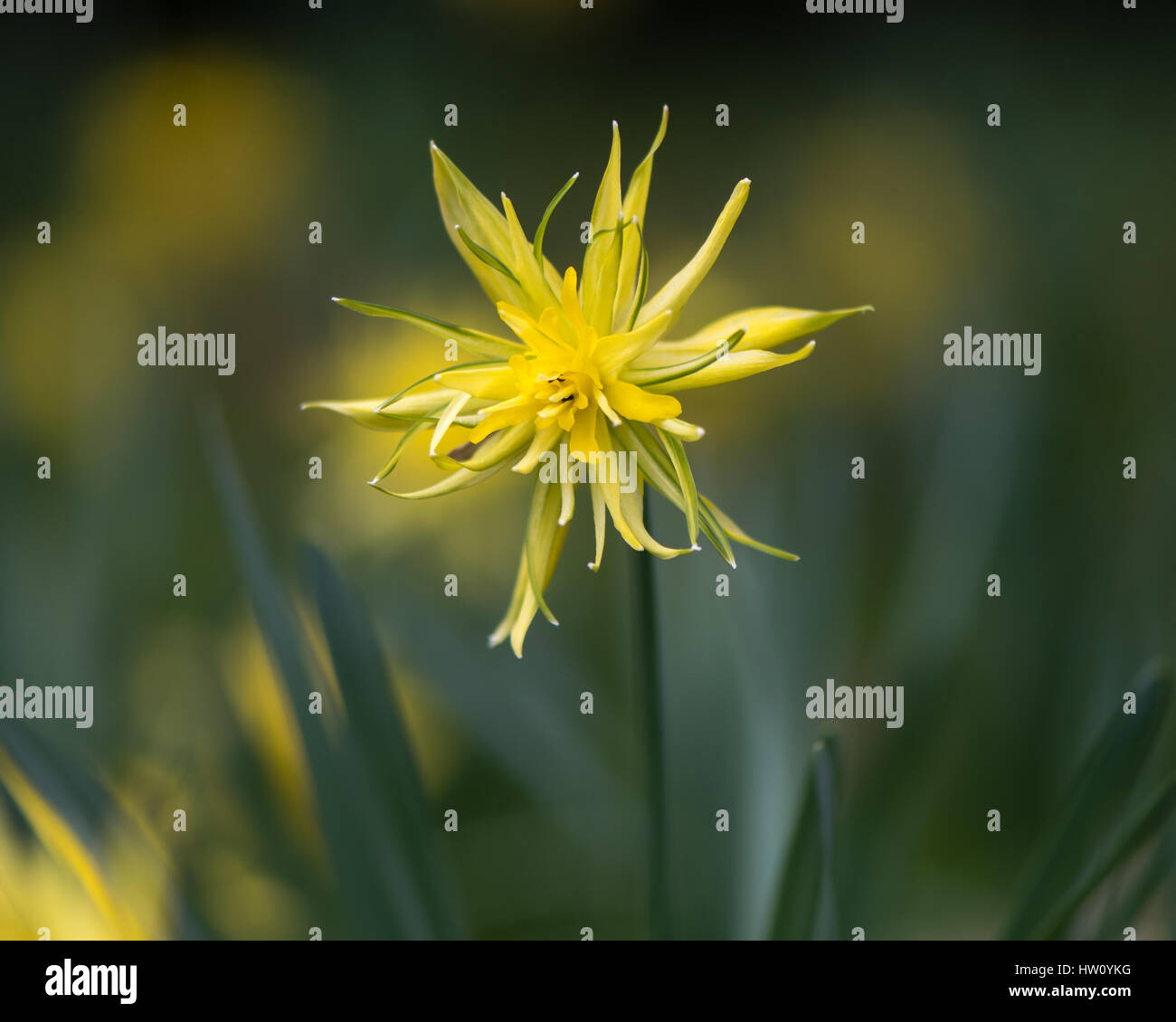 Daffodil Narcissus Rip van winkle flower. Yellow flower of spring perennial plant in the Amaryllidaceae (amaryllis) family Stock Photo
