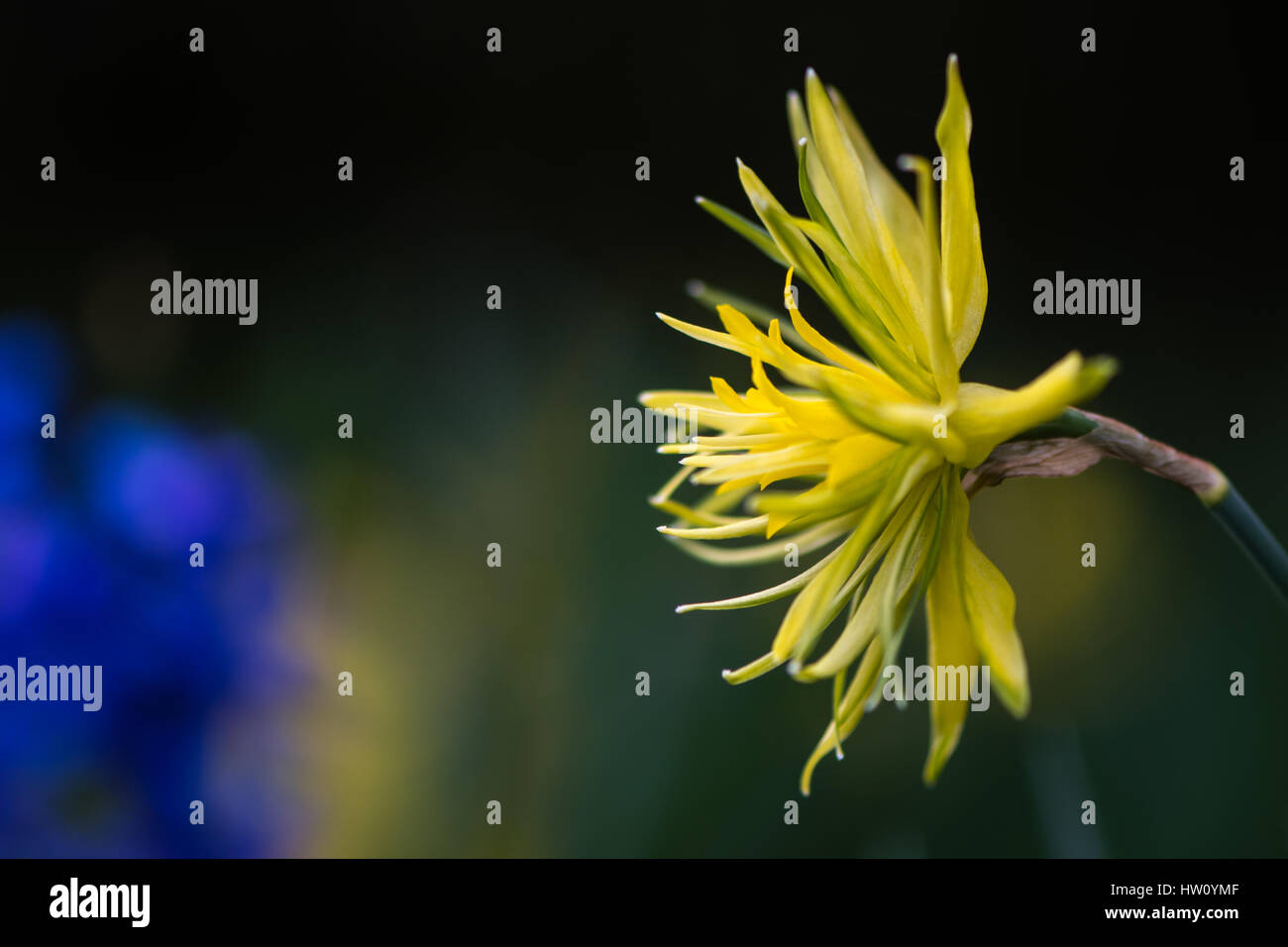 Daffodil Narcissus Rip van winkle flower. Yellow flower of spring perennial plant in the Amaryllidaceae (amaryllis) family Stock Photo