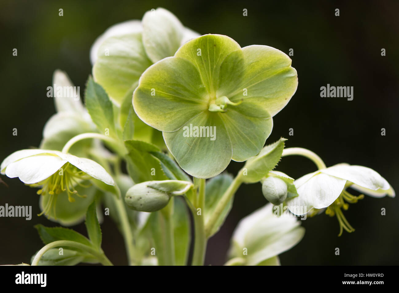 Corsican hellebore (Helleborus argutifolius) flowers. Green flowers of perennial plant in buttercup family (Ranunculaceae), aka holly-leaved hellebore Stock Photo