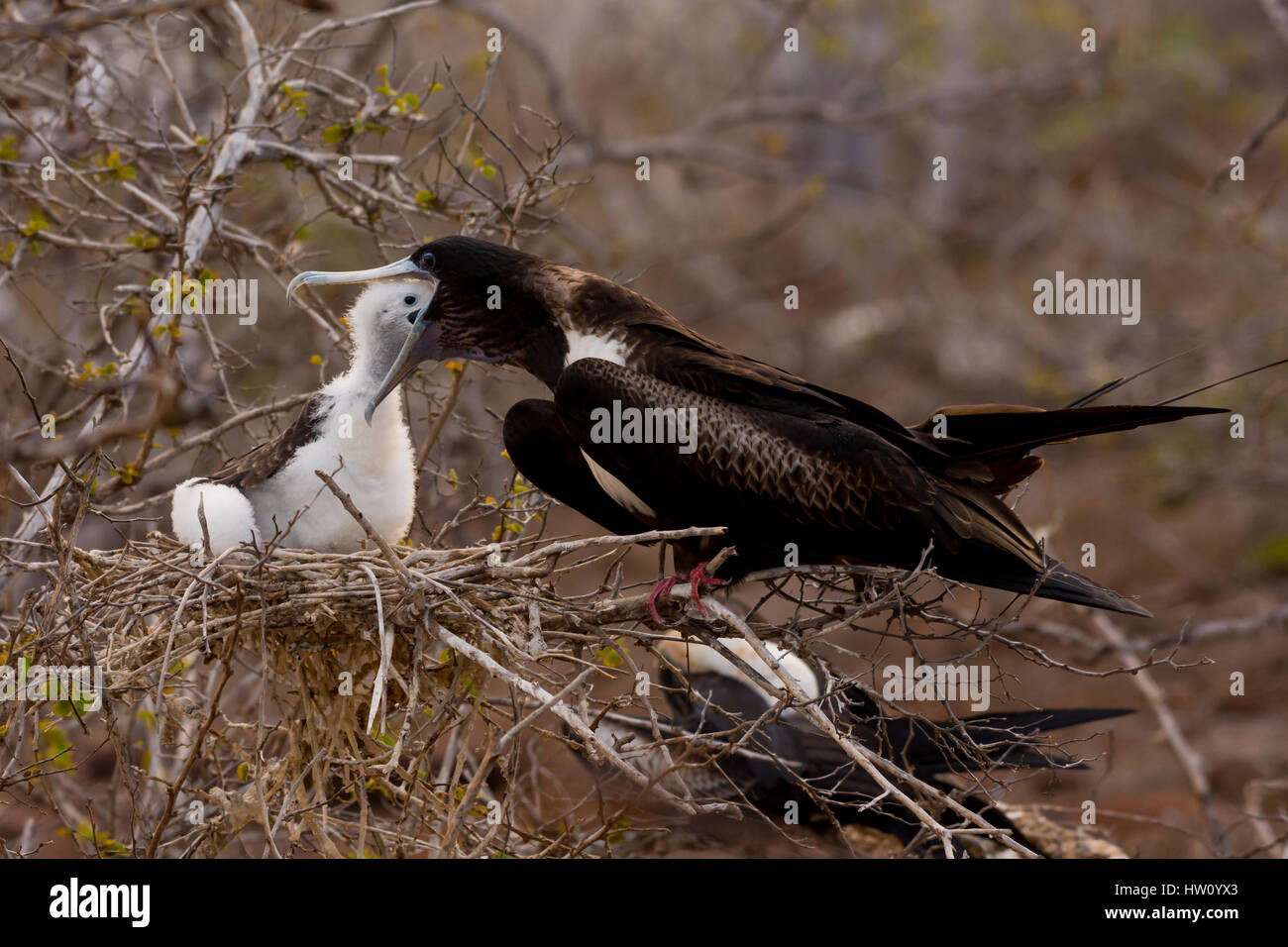 A female Magnificent Frigatebird feeds her chick on North Seymour Island in the Galapagos Island chain. Stock Photo