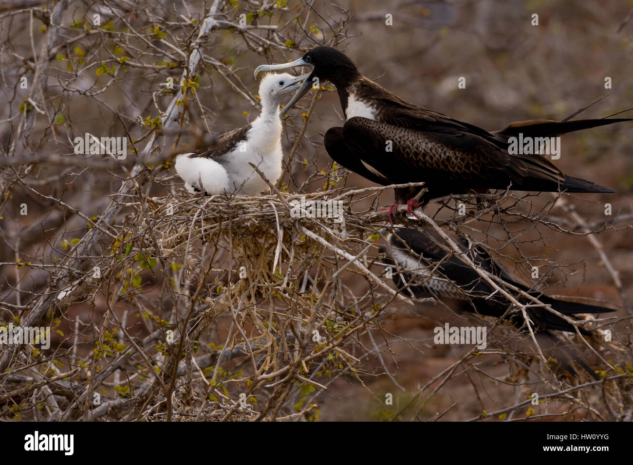 A female Magnificent Frigatebird feeds her chick on North Seymour Island in the Galapagos Island chain. Stock Photo