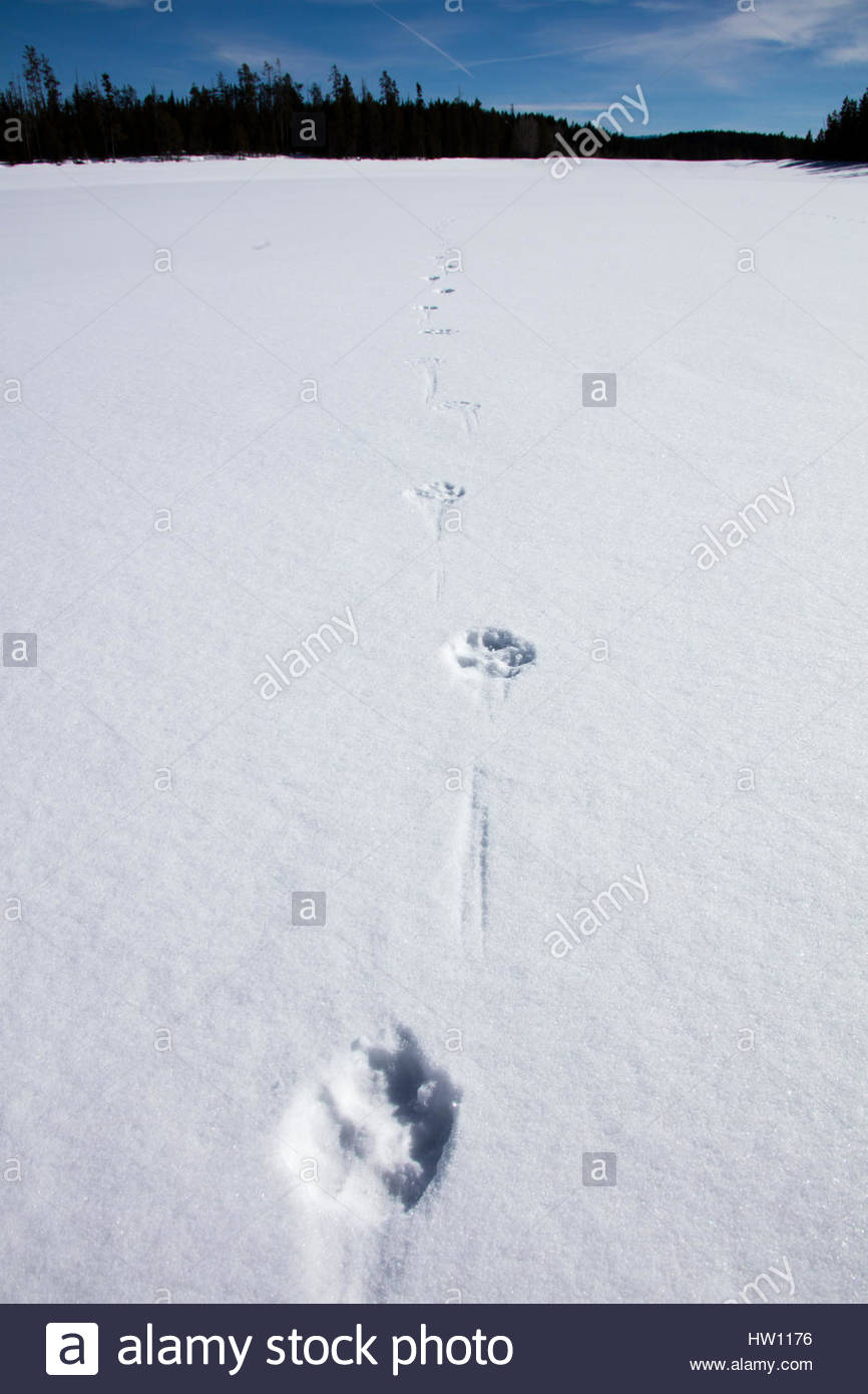 Wolf Tracks Snow Stock Photos & Wolf Tracks Snow Stock Images Alamy