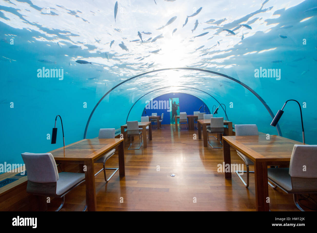 Maldives, Rangali Island. Conrad Hilton Resort. Ithaa underwater restaurant. Scuba diver cleaning restaurant windows. (MR) Stock Photo