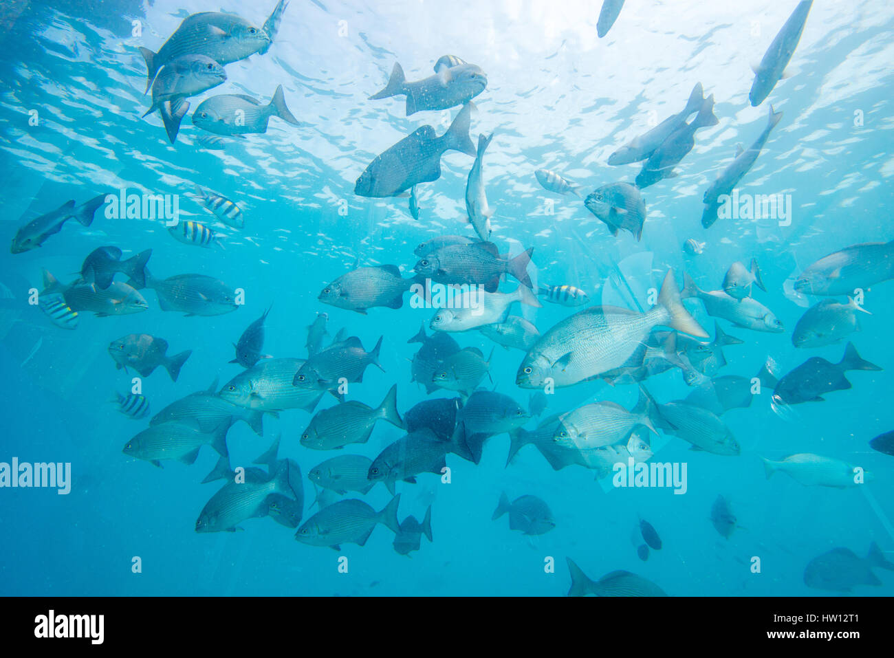 Maldives, Rangali Island. Conrad Hilton Resort. Ithaa, underwater restaurant. Stock Photo