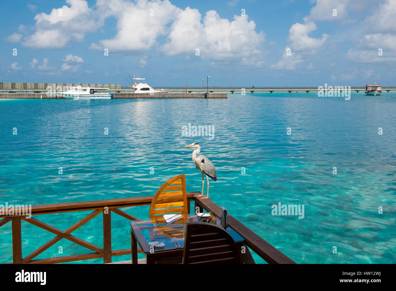 Maldives, Rangali Island. Conrad Hilton Resort. Heron overlooking the ocean while perched on a railing at the restaurant. Stock Photo