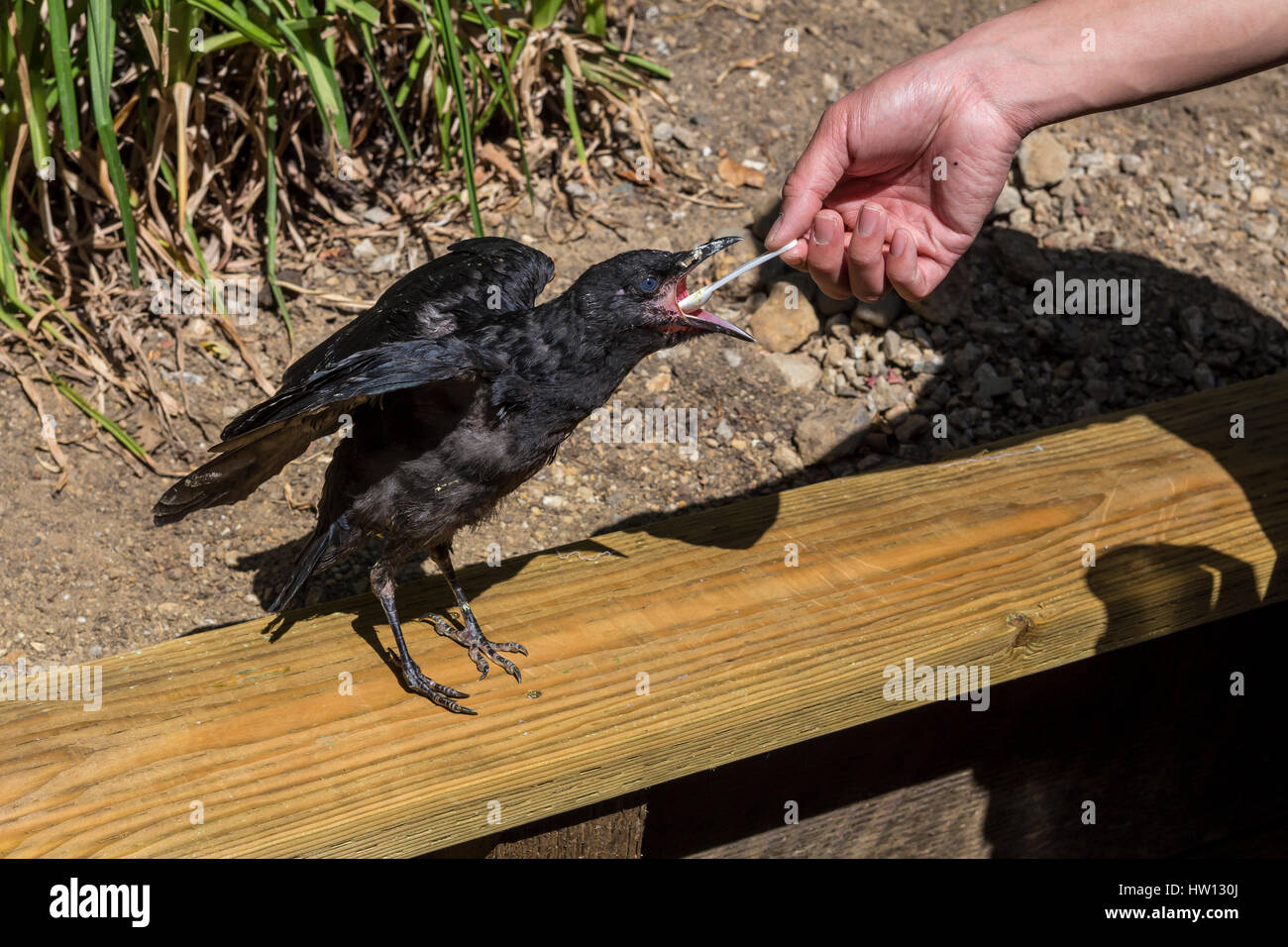 feeding by hand, American crow, fledgling crow, injured bird, bird