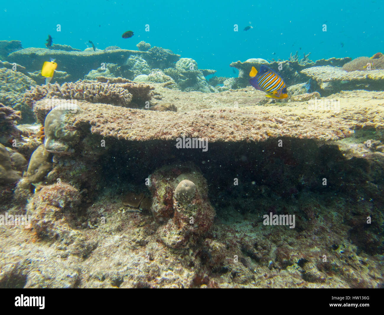 Maldives, Rangali Island. Conrad Hilton Resort. Scuba diving Stock