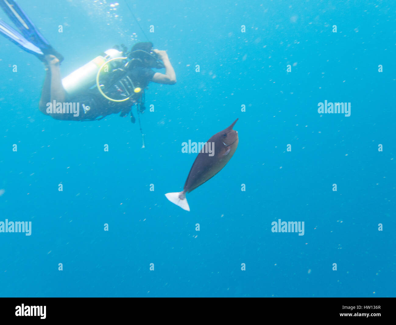 Maldives, Rangali Island. Conrad Hilton Resort. Scuba diving Stock