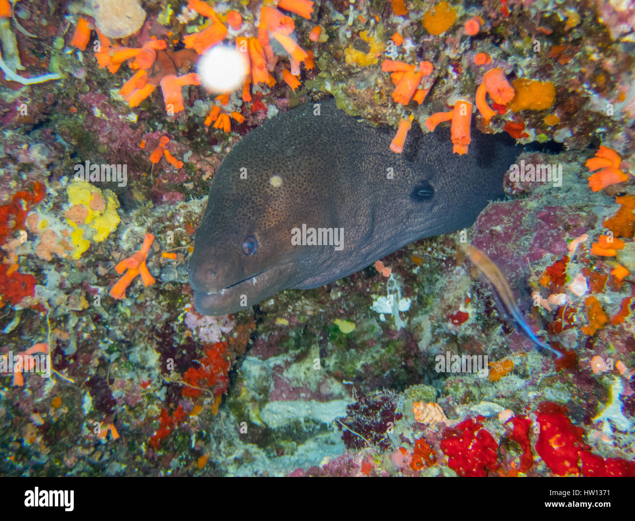 Maldives, Rangali Island. Conrad Hilton Resort. Scuba diving Stock