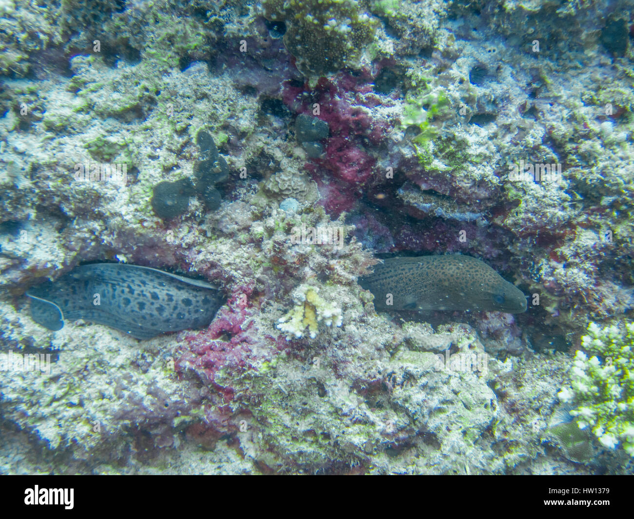 Maldives, Rangali Island. Conrad Hilton Resort. Scuba diving Stock