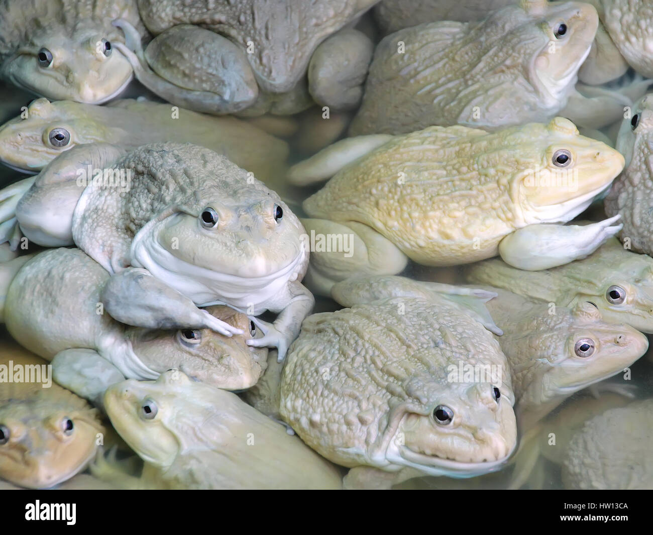 Frogs in the farm Chinese edible frog, East asian bullfrog, Taiwanese