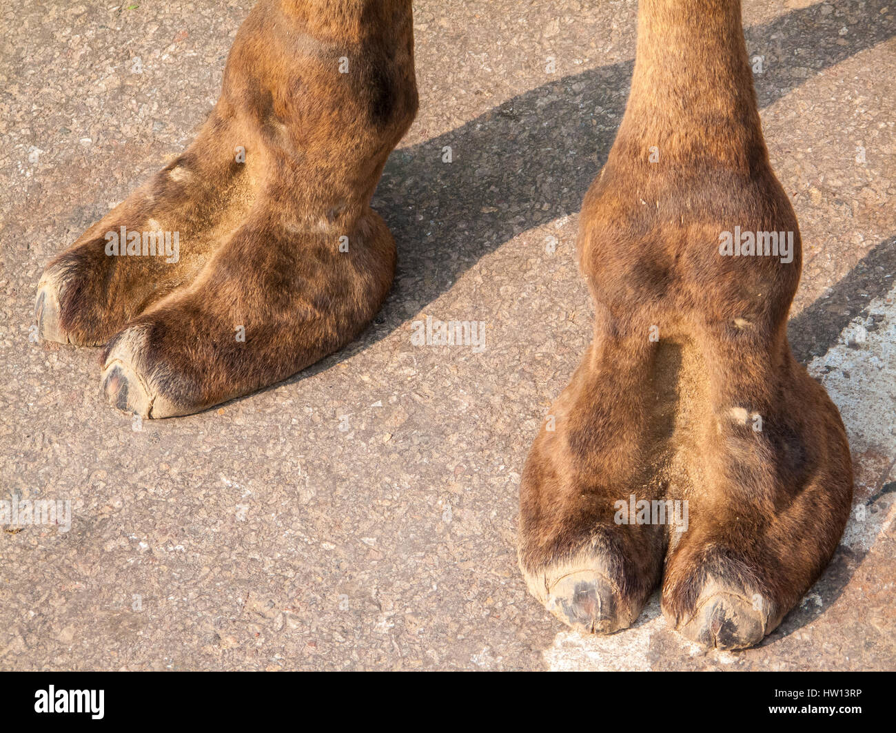 Camel Foot High Resolution Stock Photography and Images - Alamy