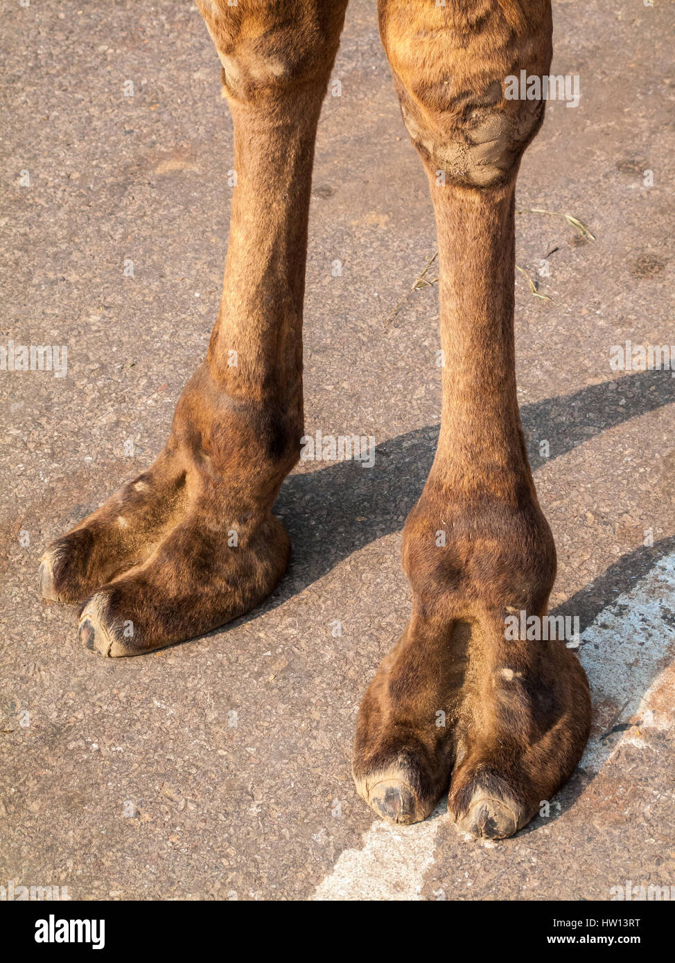 A pair of camel legs planted on the pavement in Agra, India. Stock Photo