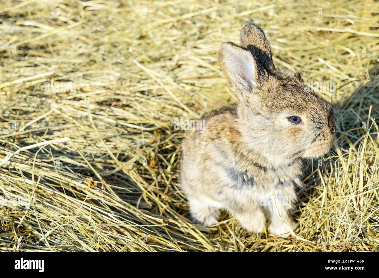 A small rabbit sits on a dry grass (hay Stock Photo - Alamy