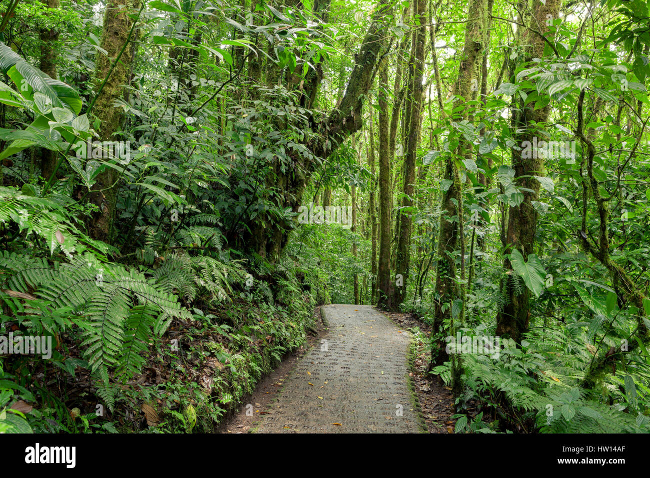 Stone path in rainforest Monteverde Costa Rica Stock Photo