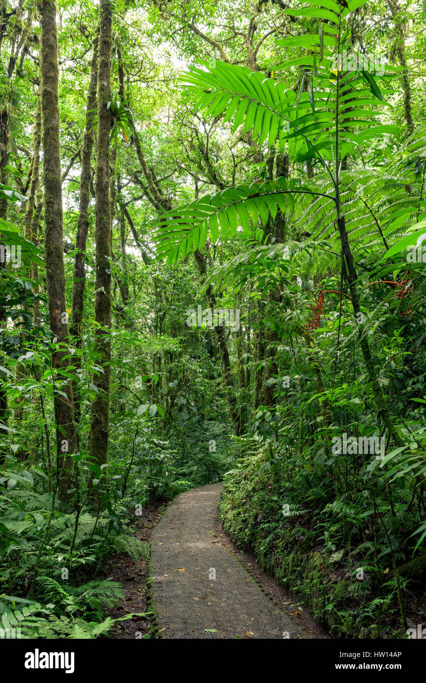 Stone path in rainforest Monteverde Costa Rica Stock Photo