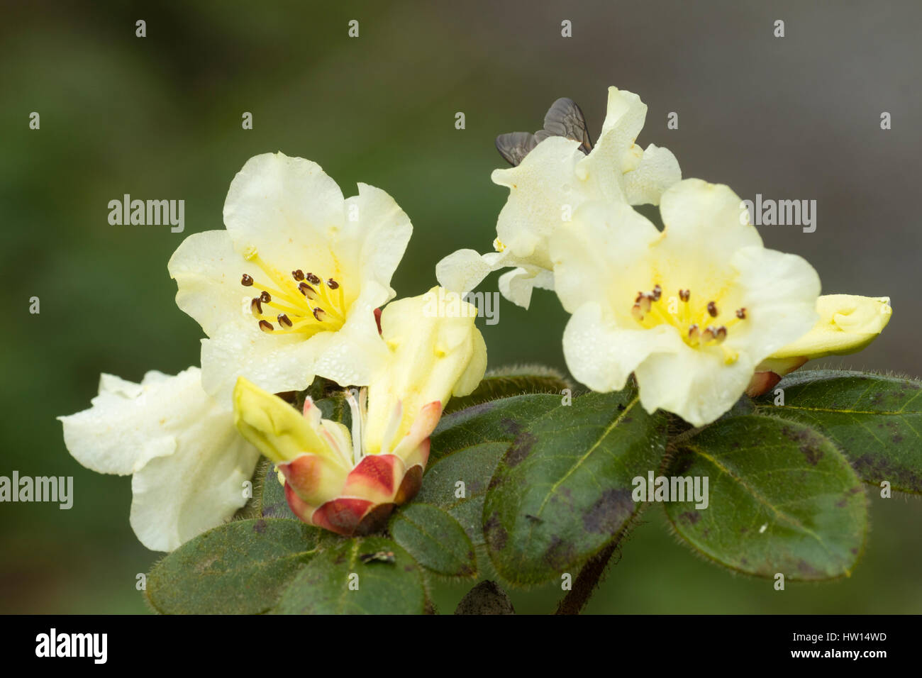 Pale yellow flowers of the early spring flowering evergreen shrub, Rhododendron leucaspis Stock Photo