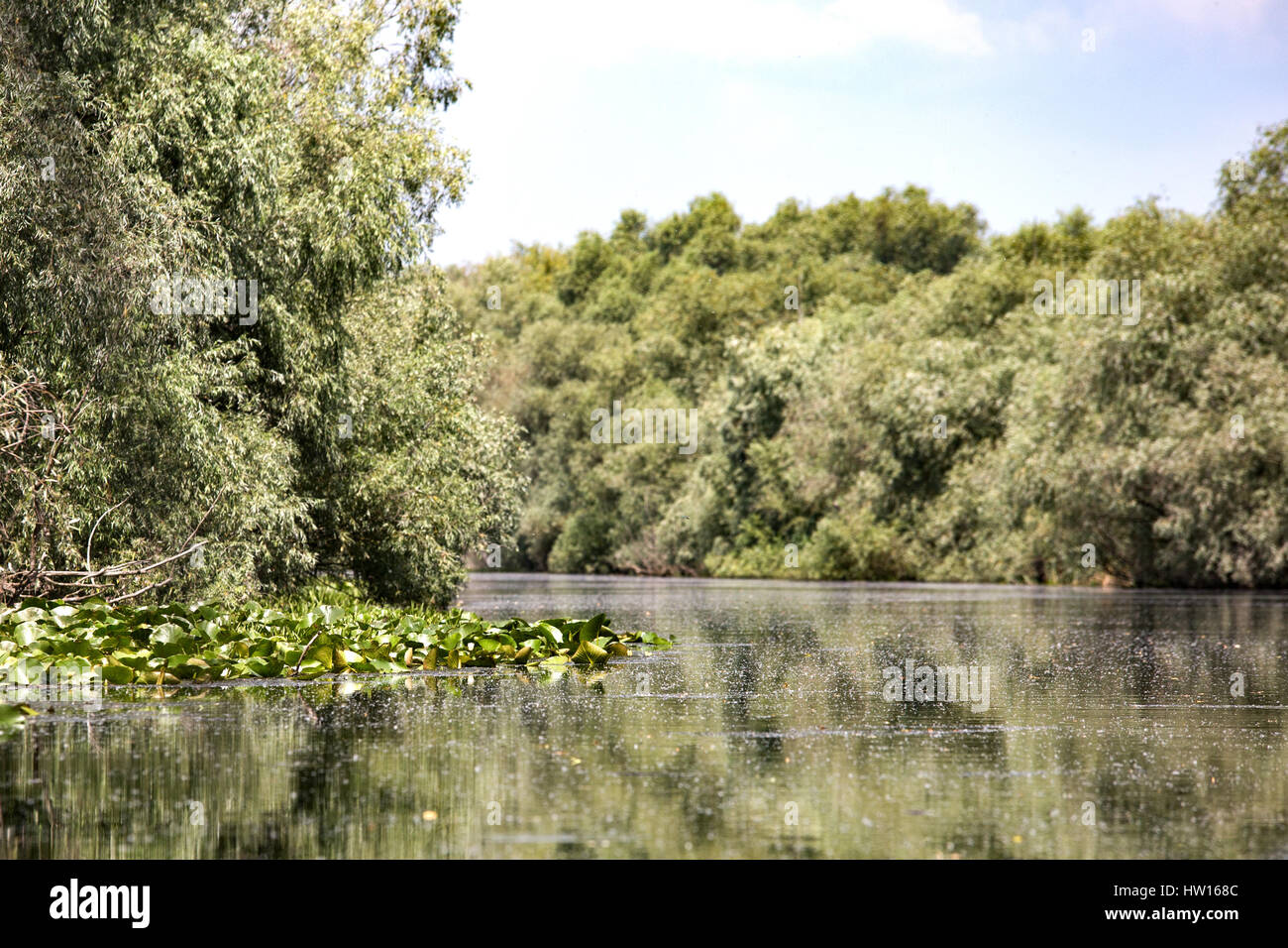 River Danube in Romania - Delta, plants and wild birds paradise, nature ...