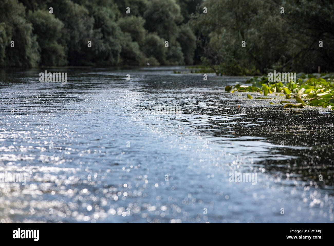 River Danube in Romania - Delta, plants and wild birds paradise, nature ...