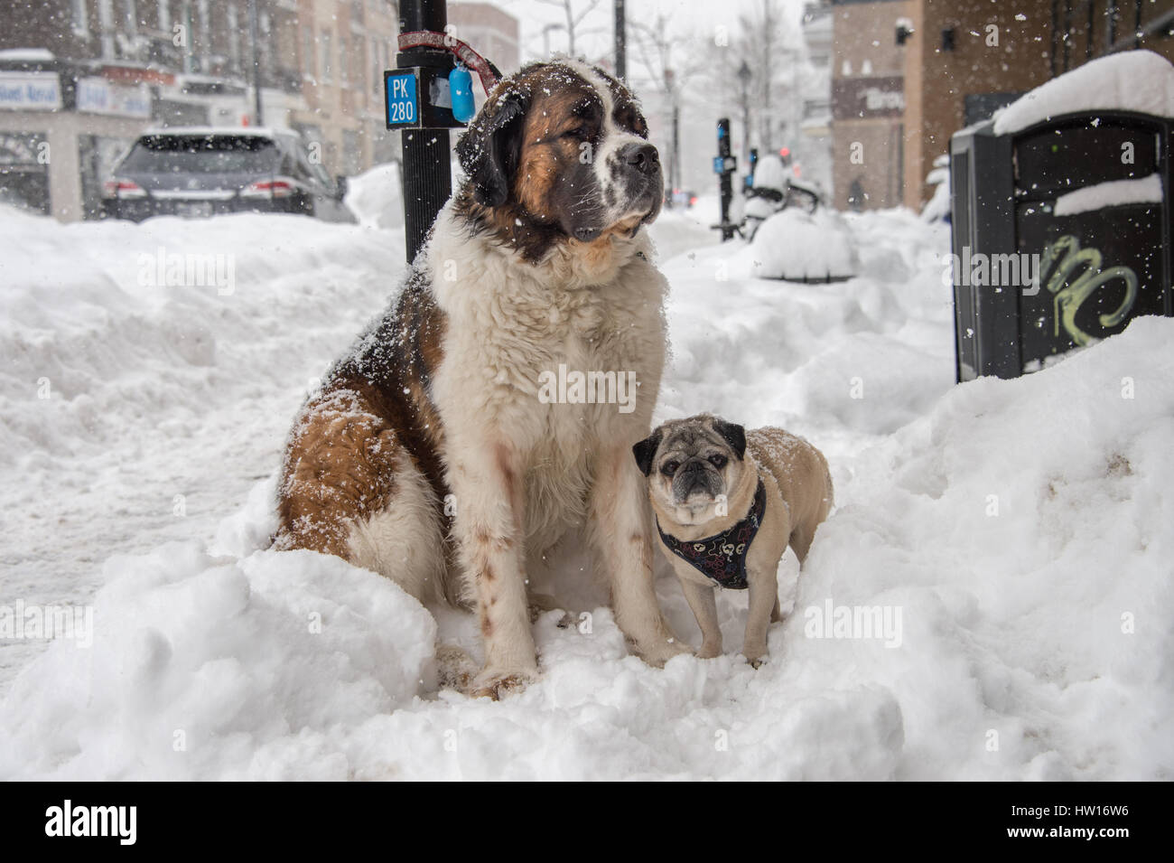 Montreal, CA - 15 March 2017: Two dogs waiting for owner in Montreal, during snow storm Stock Photo