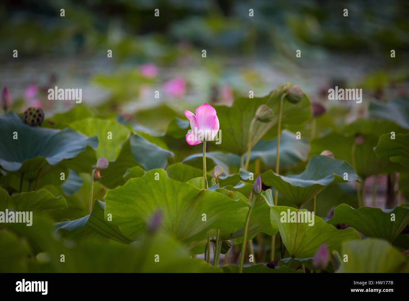 Water Lilly - Kakadu National Park, Northern Territory Stock Photo - Alamy